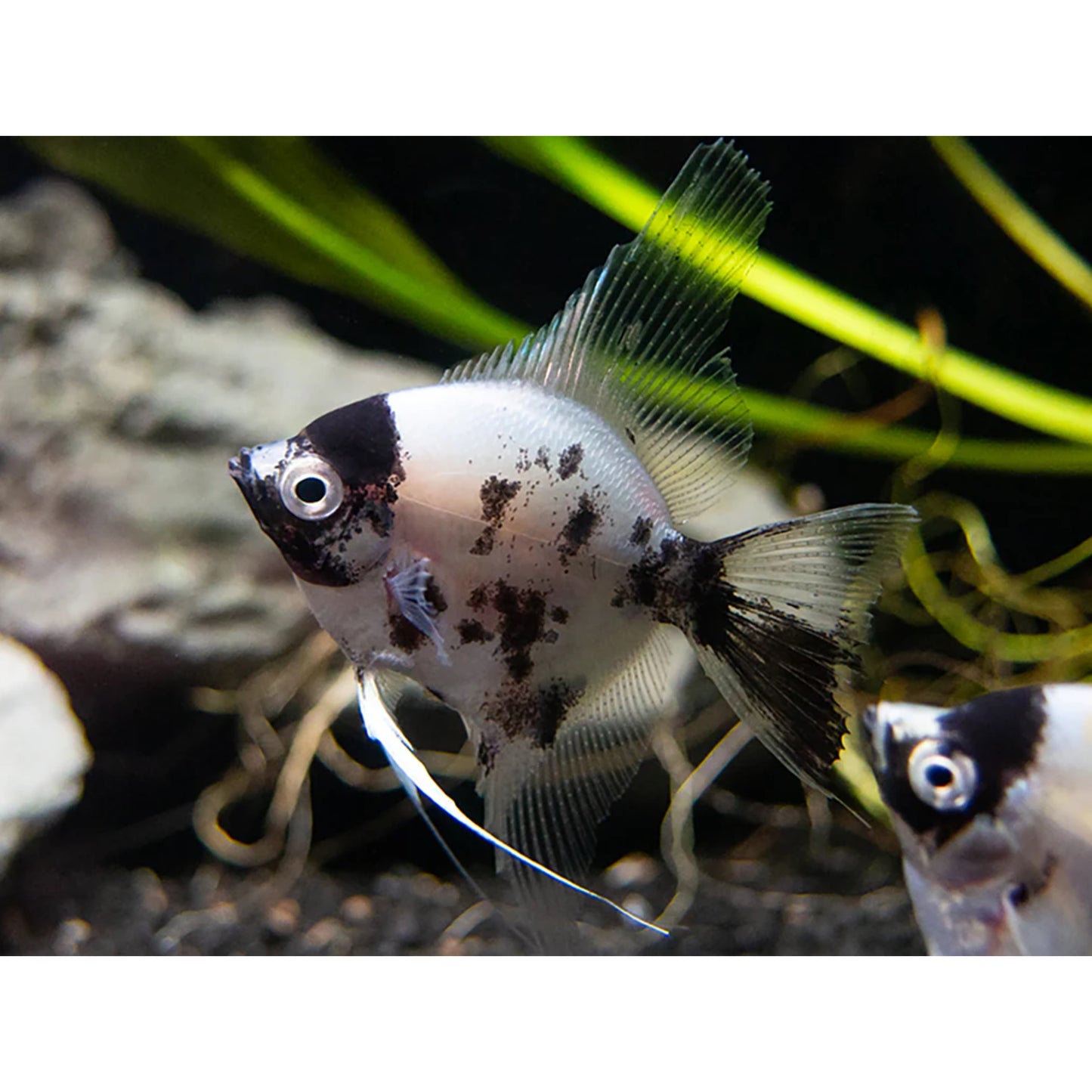 Pterophyllum scalare platinum panda