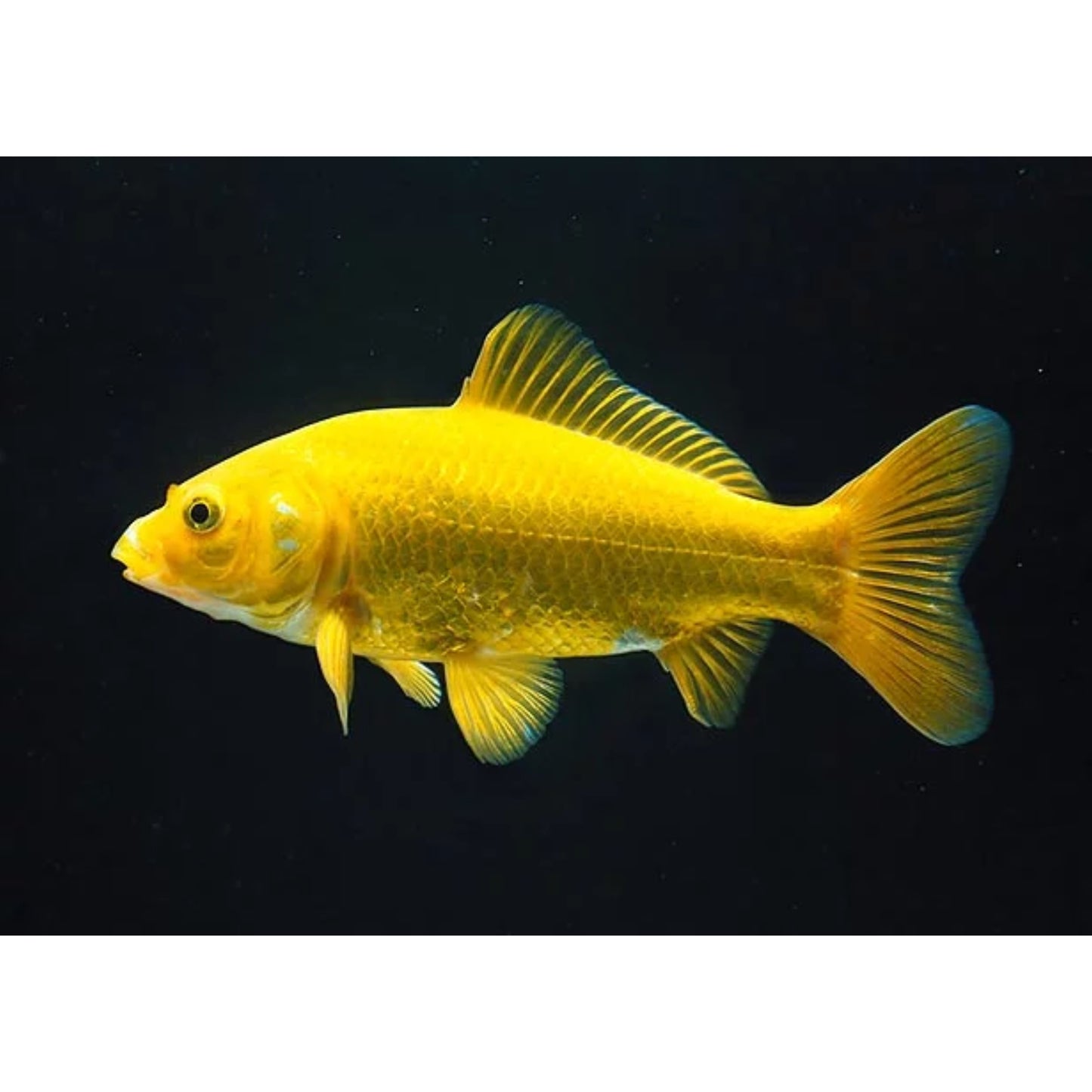 Carassius auratus Yellow, canarino