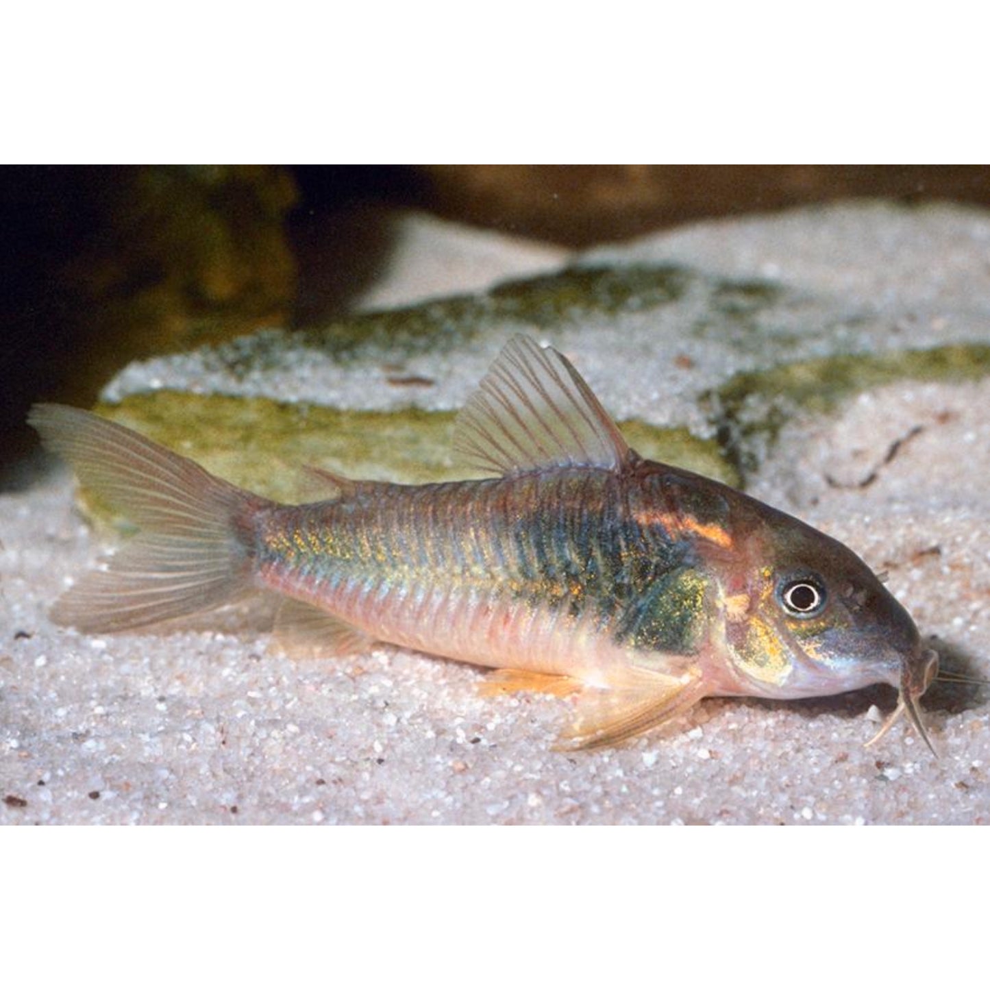 Corydoras aeneus/schultzei