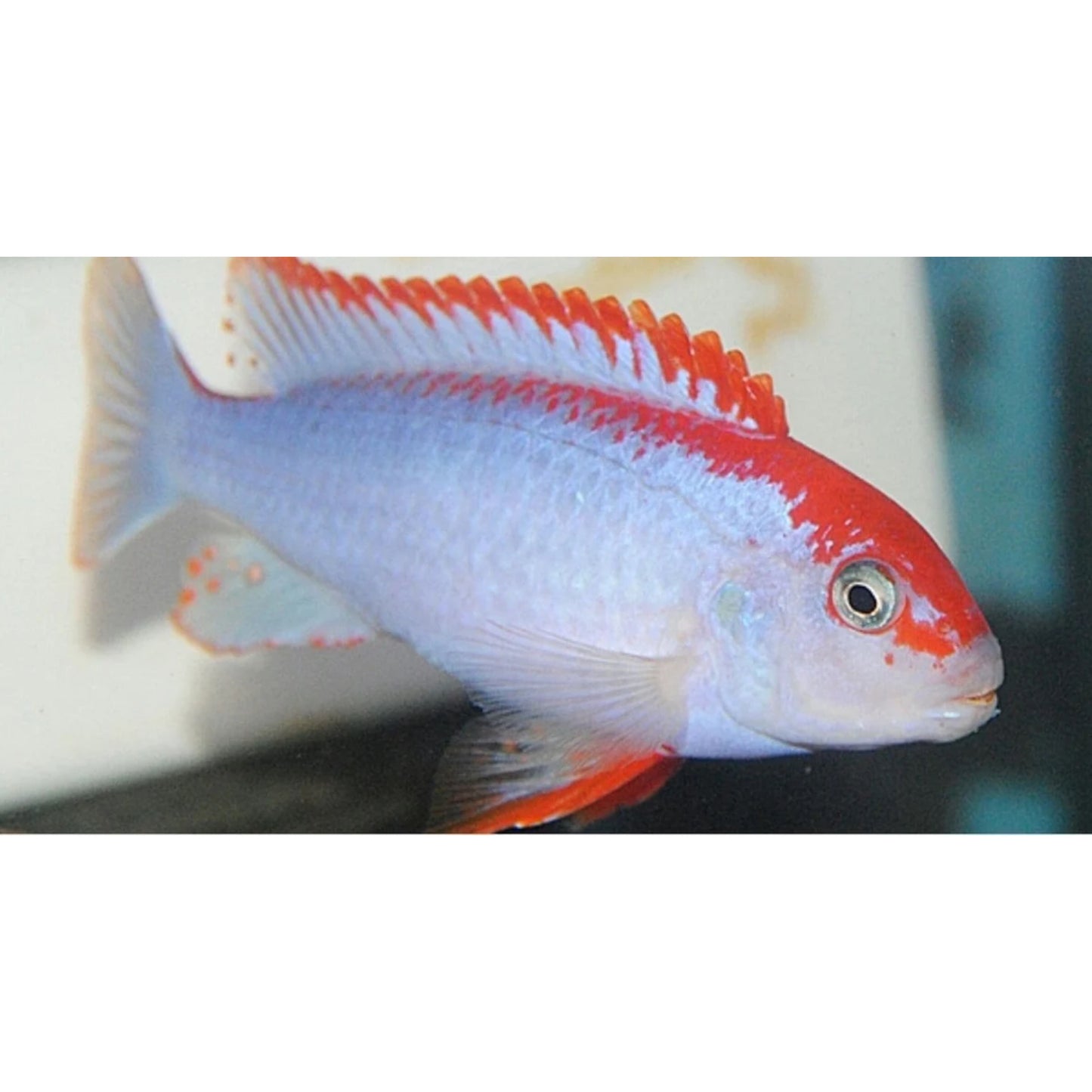 Pseudotropheus sp. Red Top Ndumbi