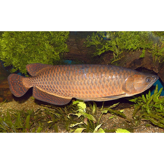 Scleropages jardinii (Arowana australiana)