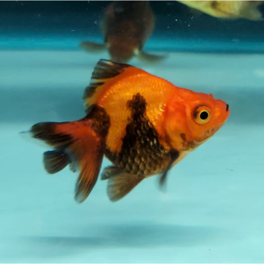 Carassius auratus “oranda assorted shorttail”