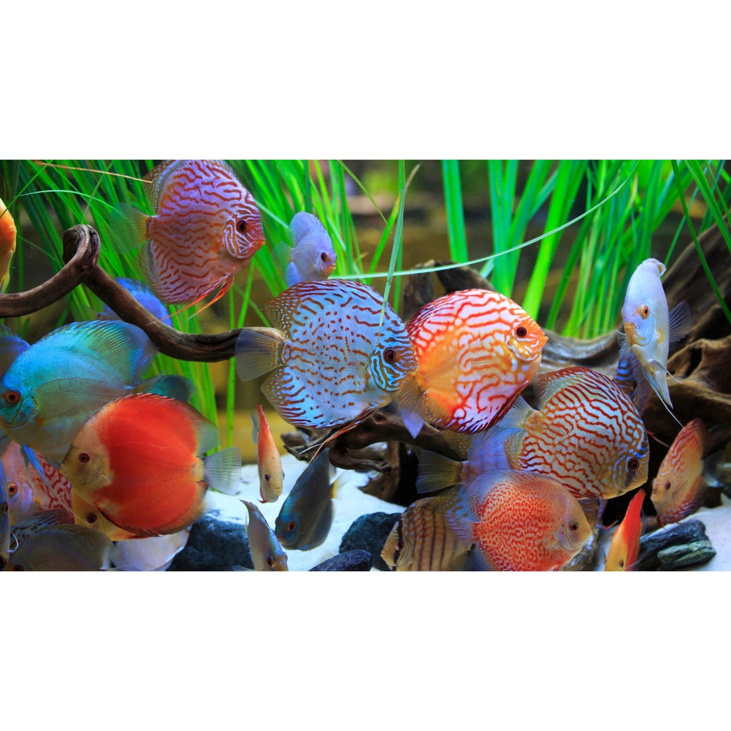 Symphysodon Discus Mix