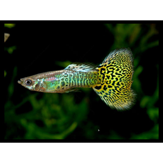 Poecilia reticulata (Guppy) Cobra Green