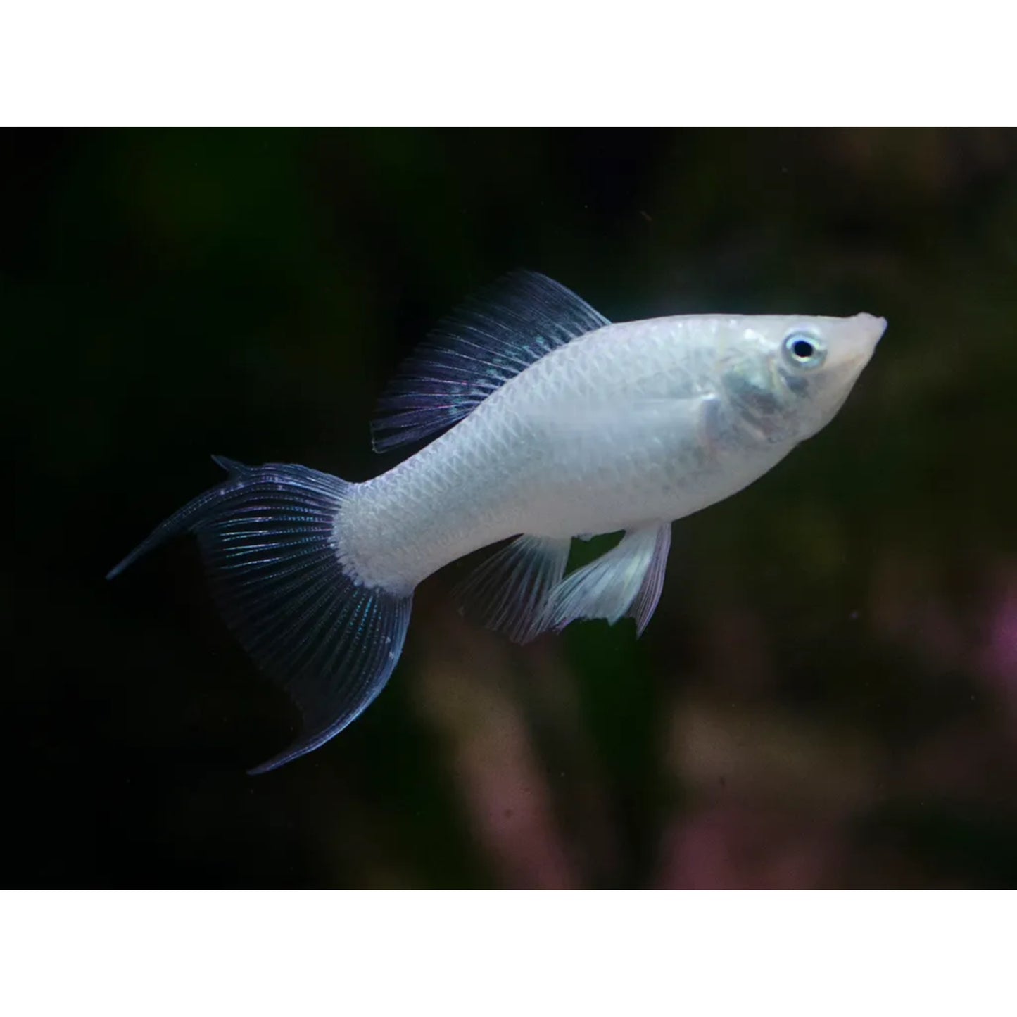 Poecilia latipinna (sailfin molly) “Silver lyra”