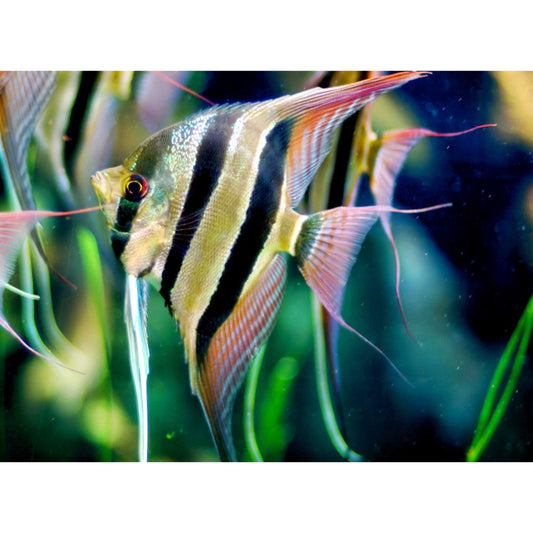 Pterophyllum Altum Orinoco