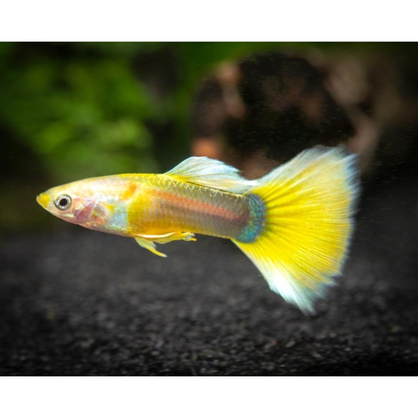 Poecilia reticulata (Guppy) maschio “tuxedo Yellow”