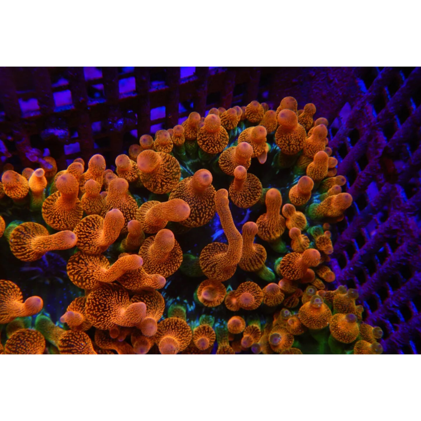 Entacmea quadricolor “bubble anemone sunburst and green”