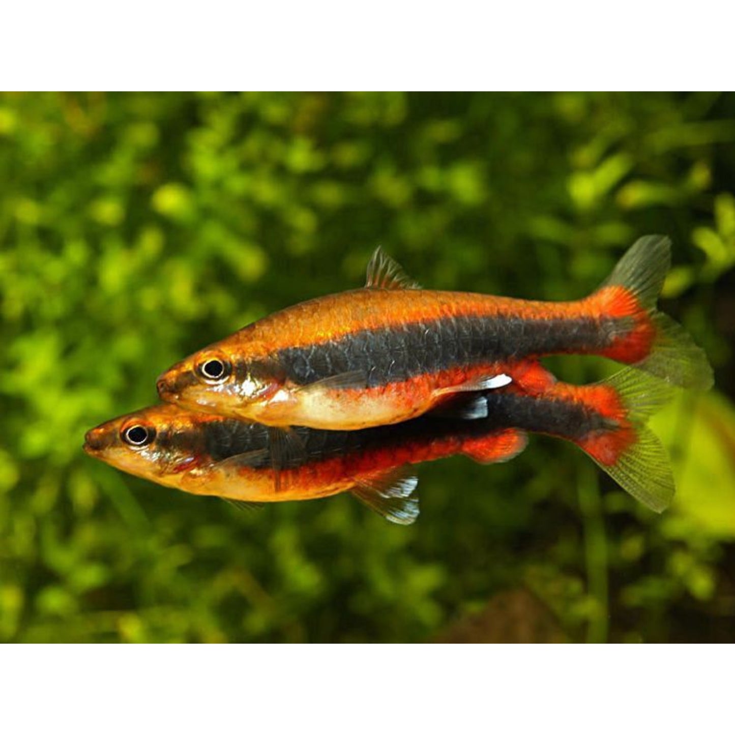 Nannostomus beckfordi Red