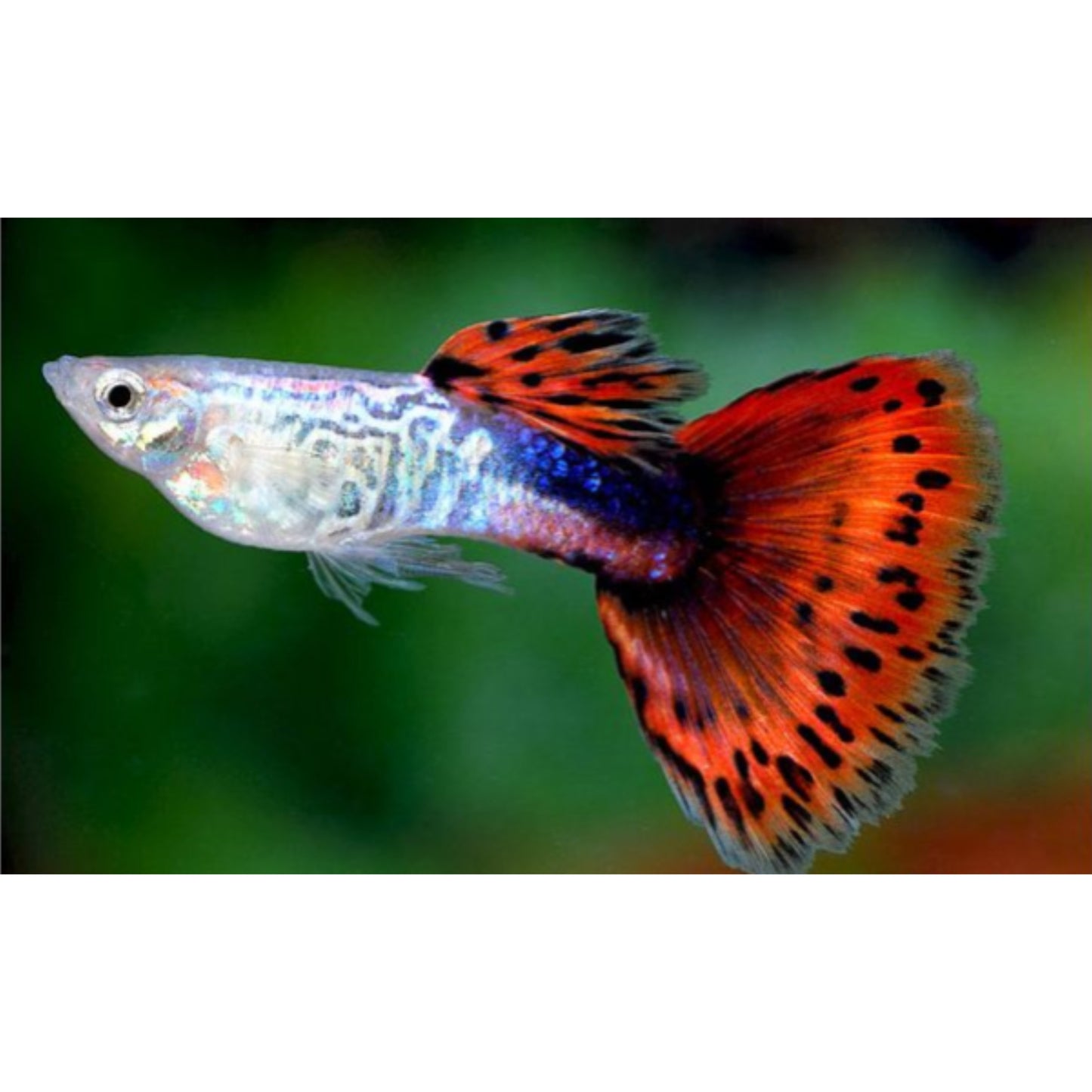 Poecilia reticulata (Guppy) Cobra Red