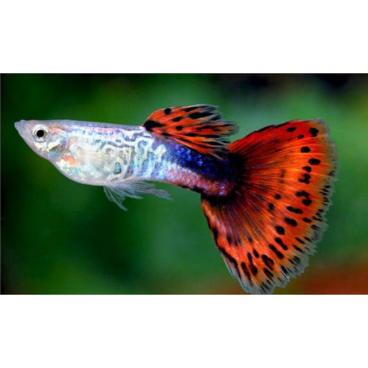 Poecilia reticulata (Guppy) Cobra Red