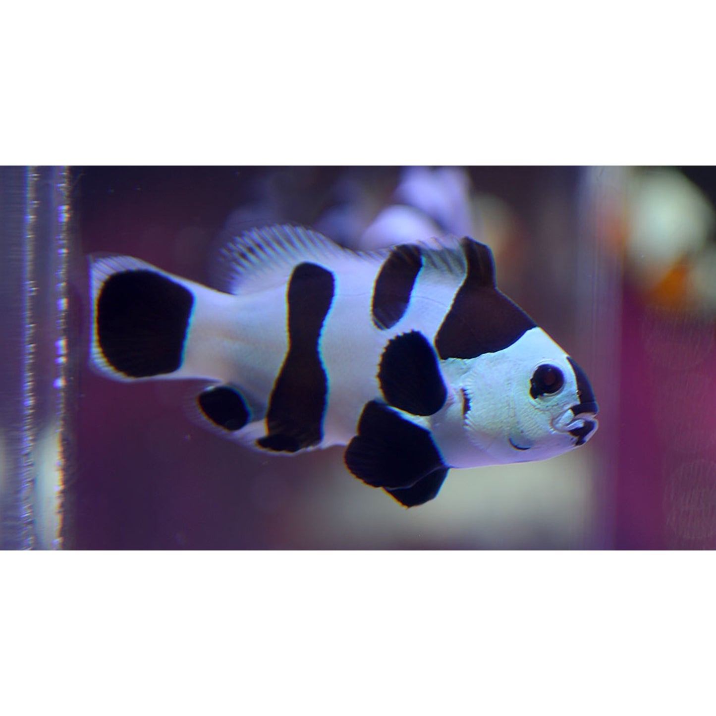 Amphiprion ocellaris black storm