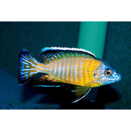 Aulonocara usysia