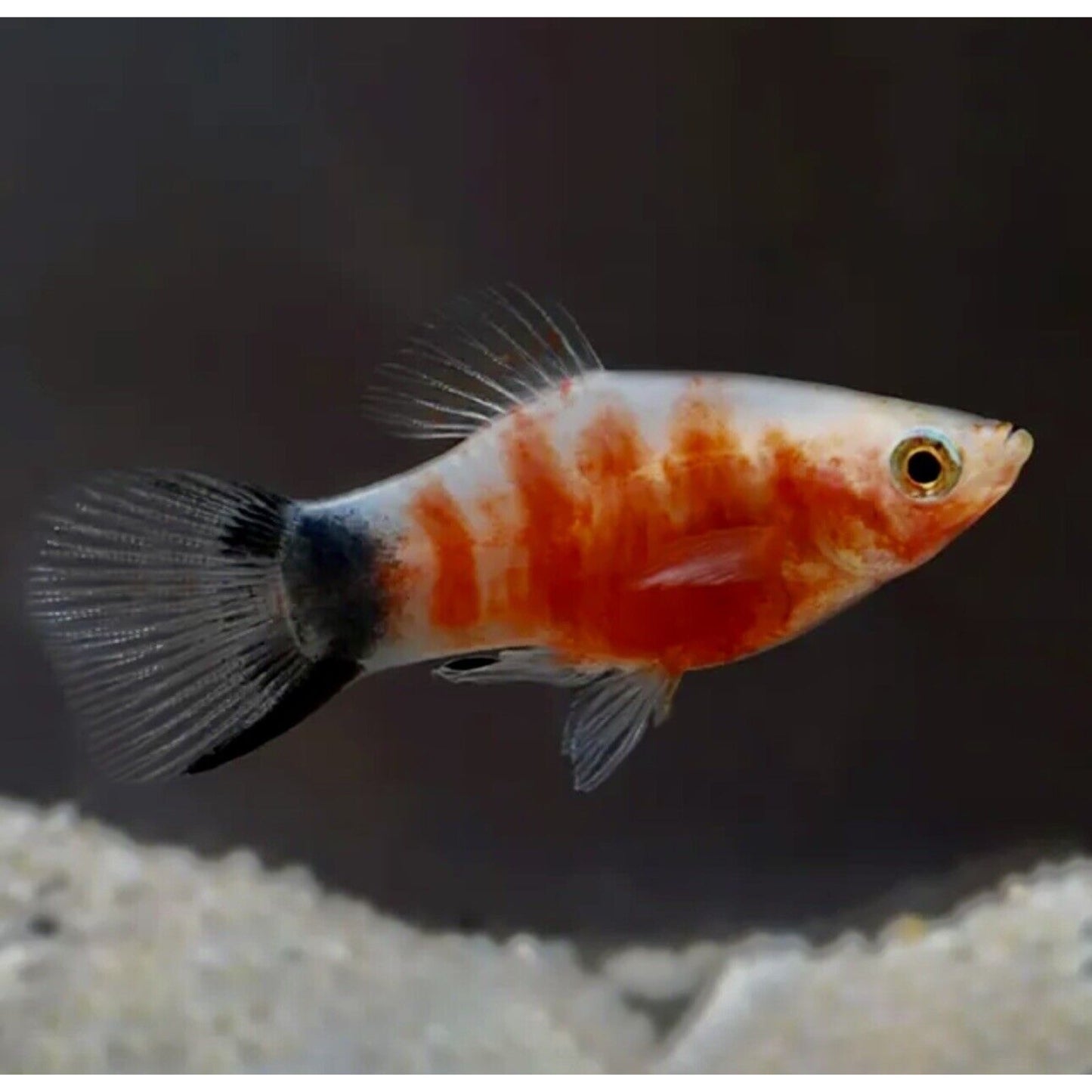 Xiphophorus maculatus (platy) “Red tiger”