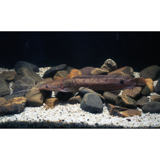 Clarias gariepinus