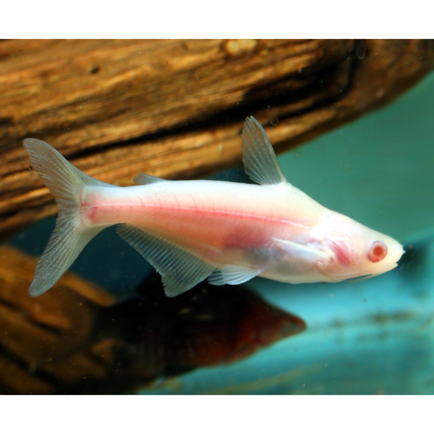 Pangasius sutchi albino