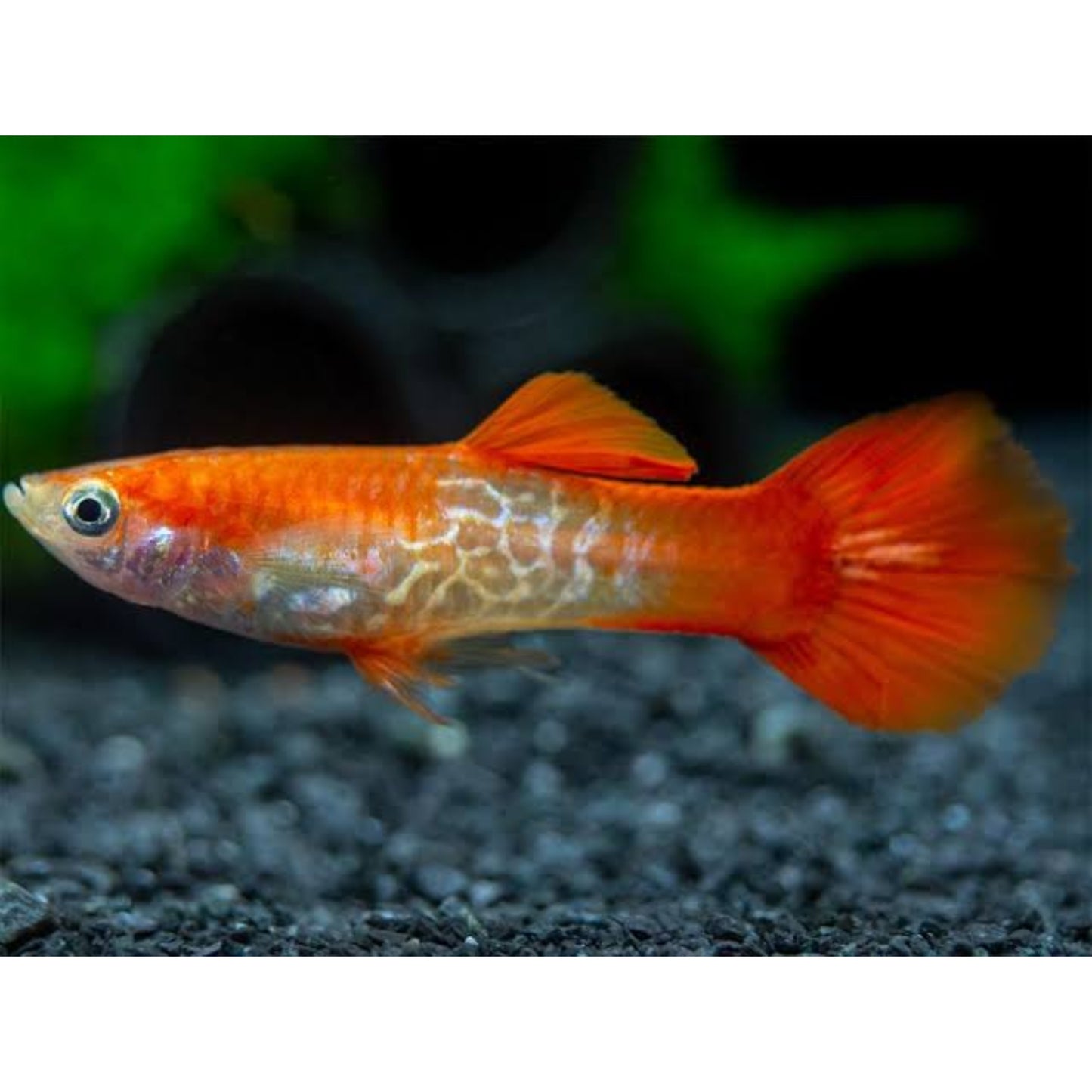 Poecilia reticulata (Guppy) maschio “Snakeskin Red blond”