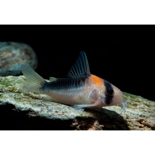 Corydoras duplicareus