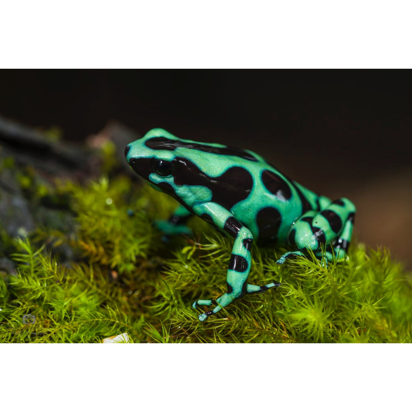 Dendrobates Auratus