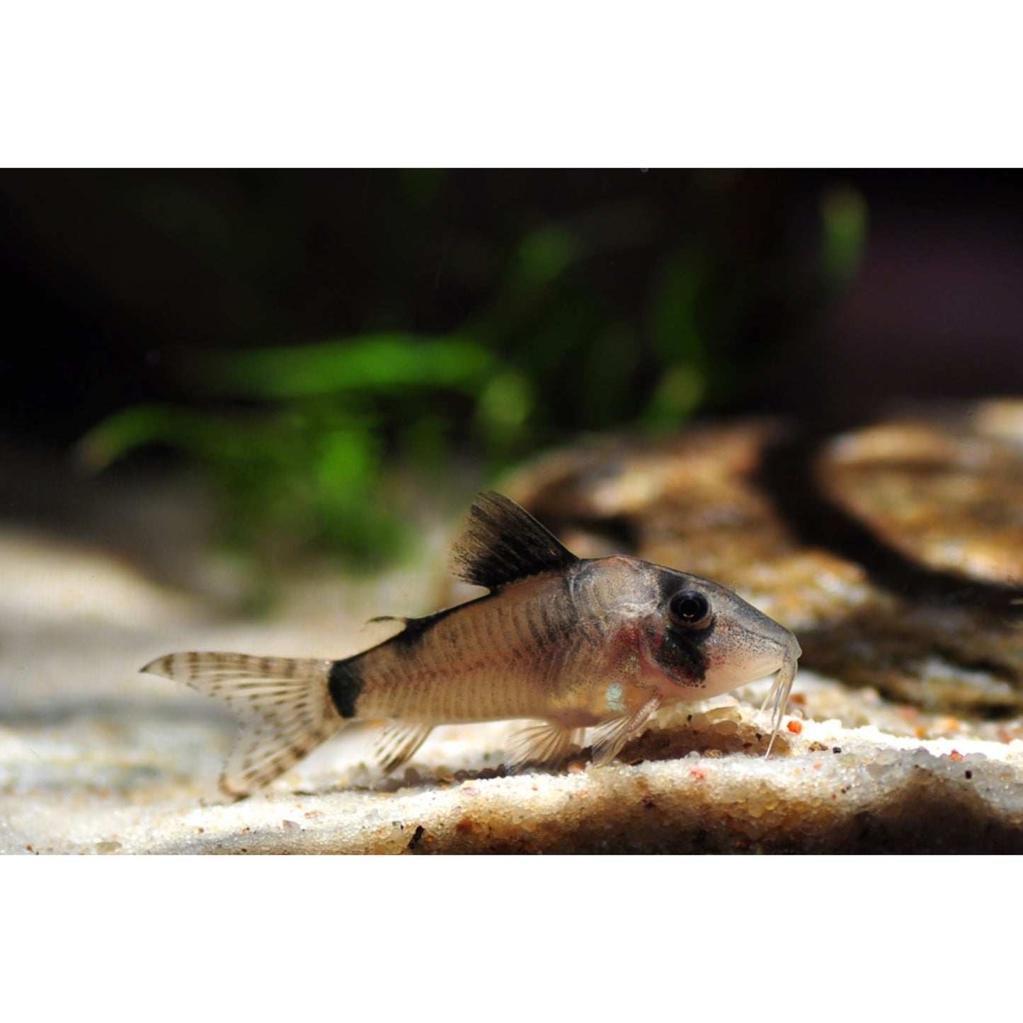 Corydoras simulatus