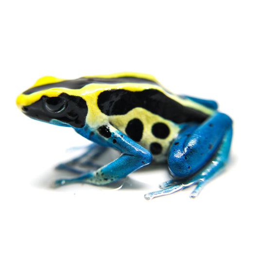 Dendrobates Tinctorius Patricia - Rana dai Colori Vivaci in Vendita | Animal Instinct