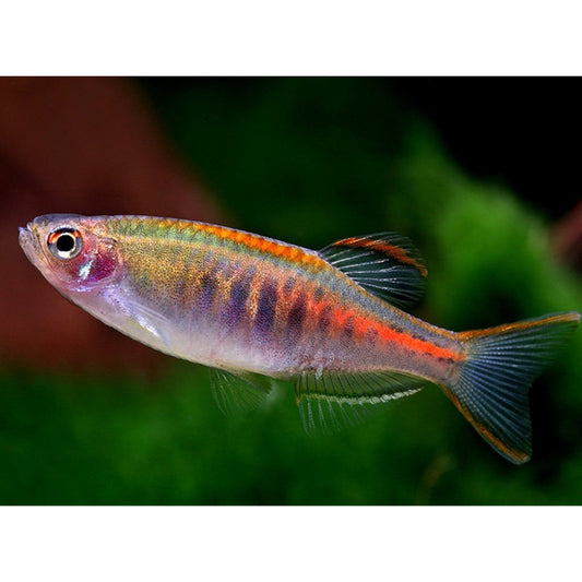 Danio choprae