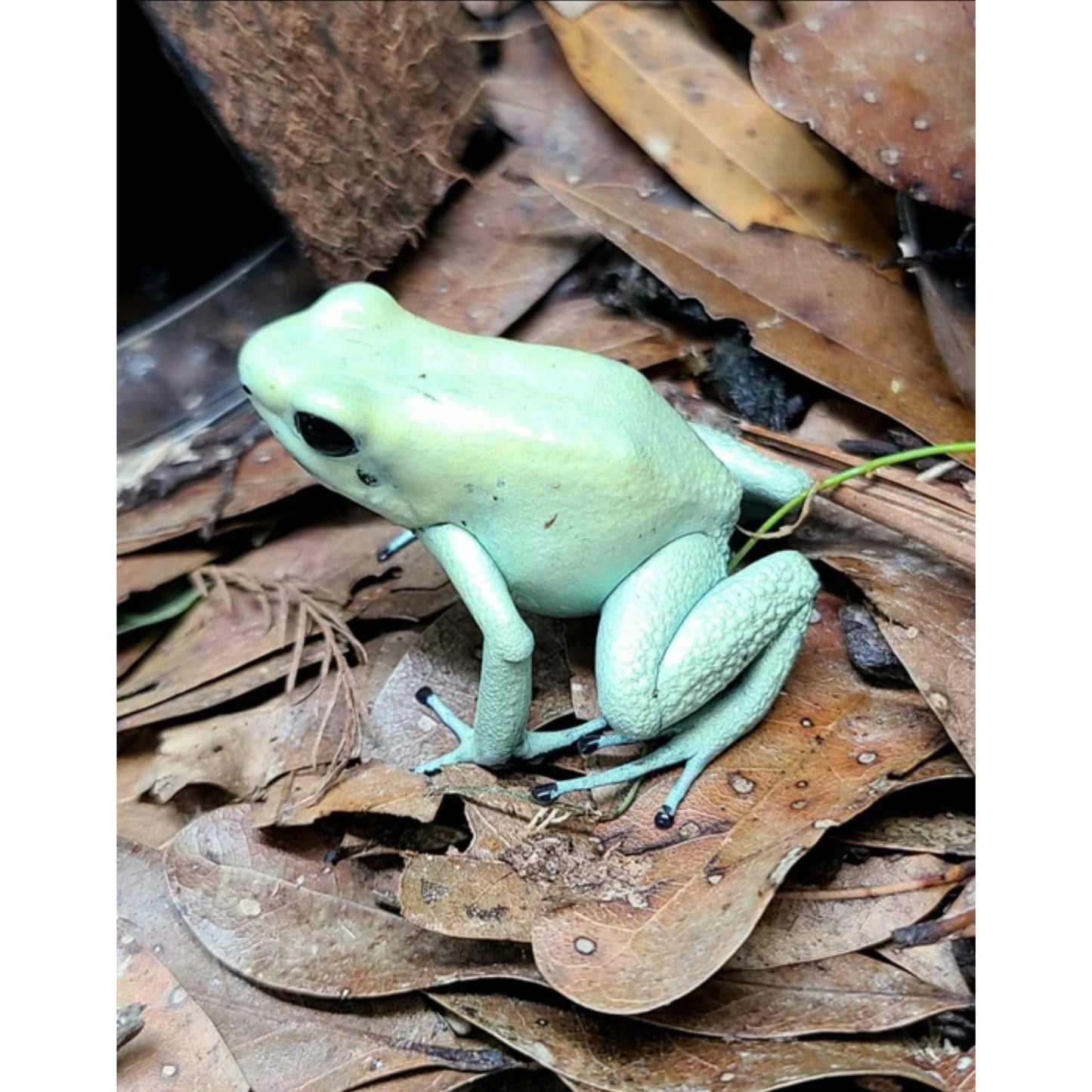 Phyllobates terribilis mint