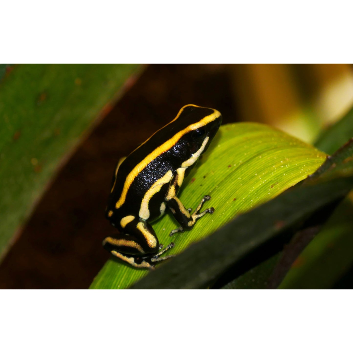 Dendrobates Truncatus in Vendita - Animal Instinct