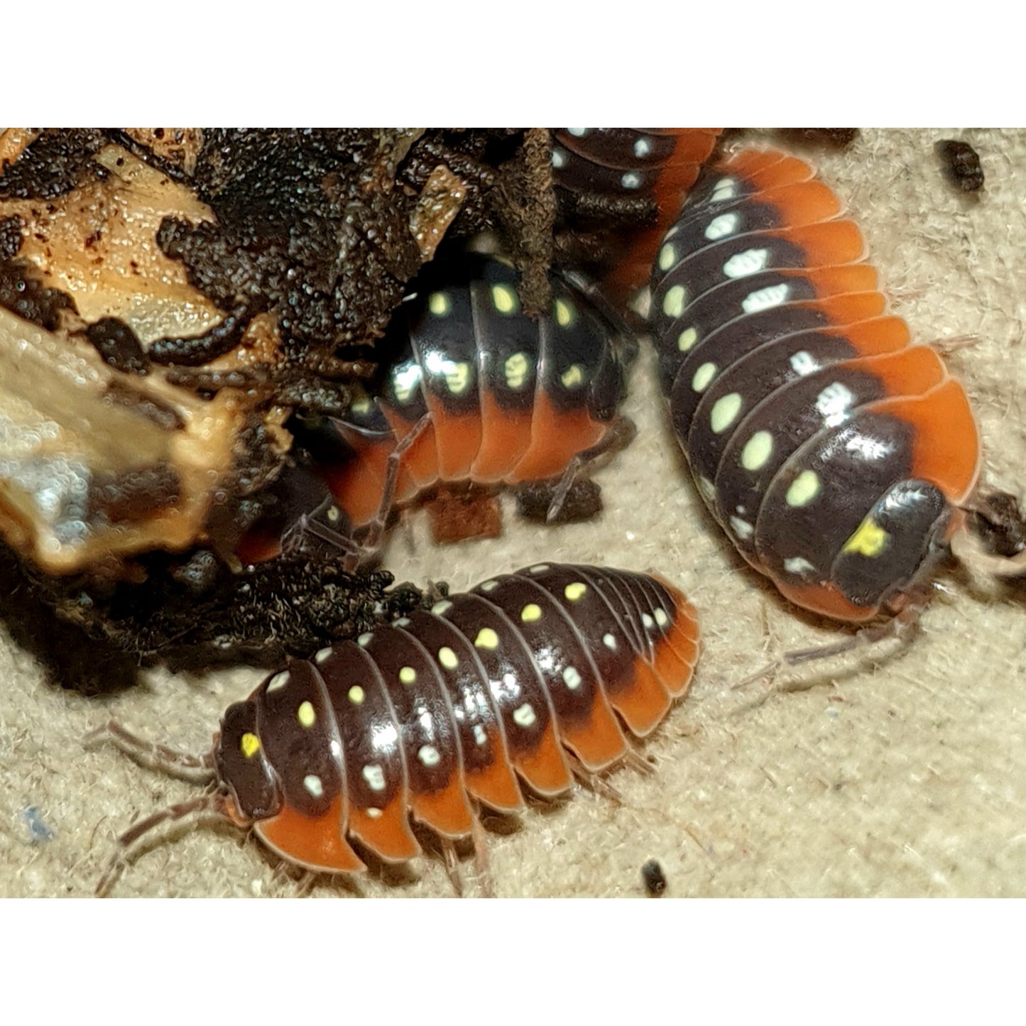 Armadillidium klugii Montenegro (15pz)
