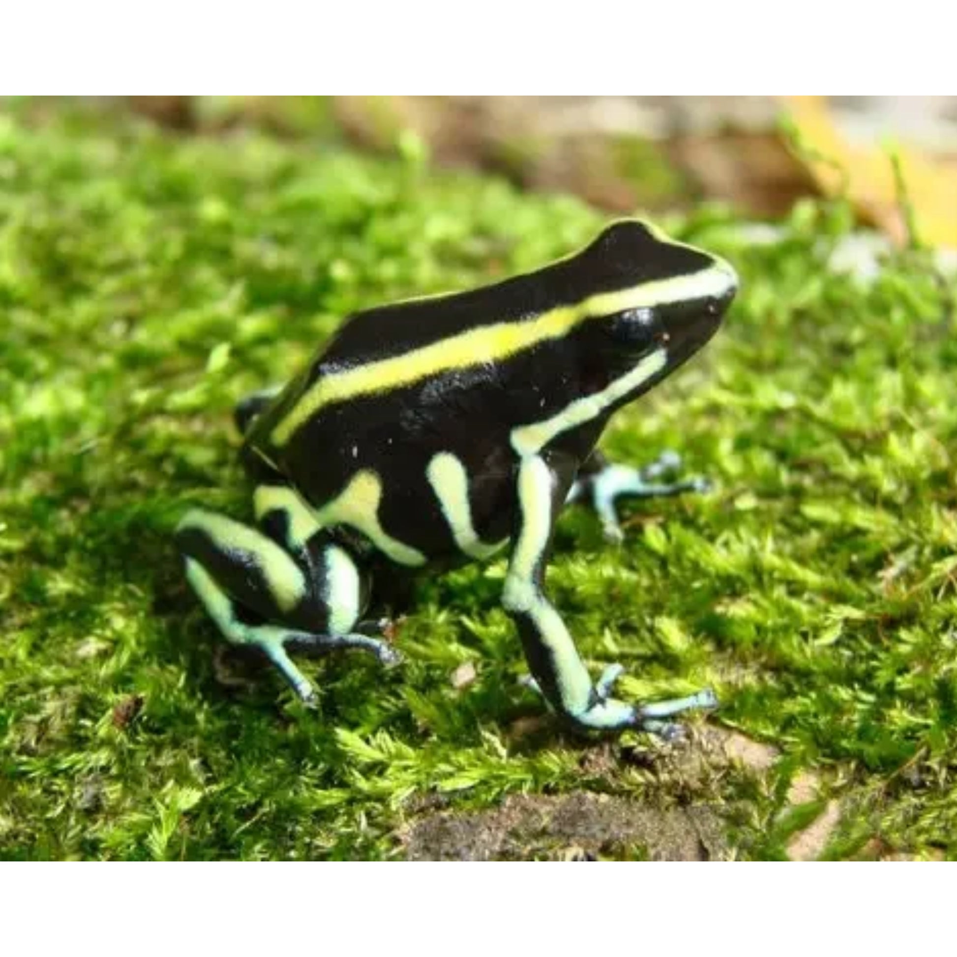 Dendrobates Truncatus in Vendita - Animal Instinct