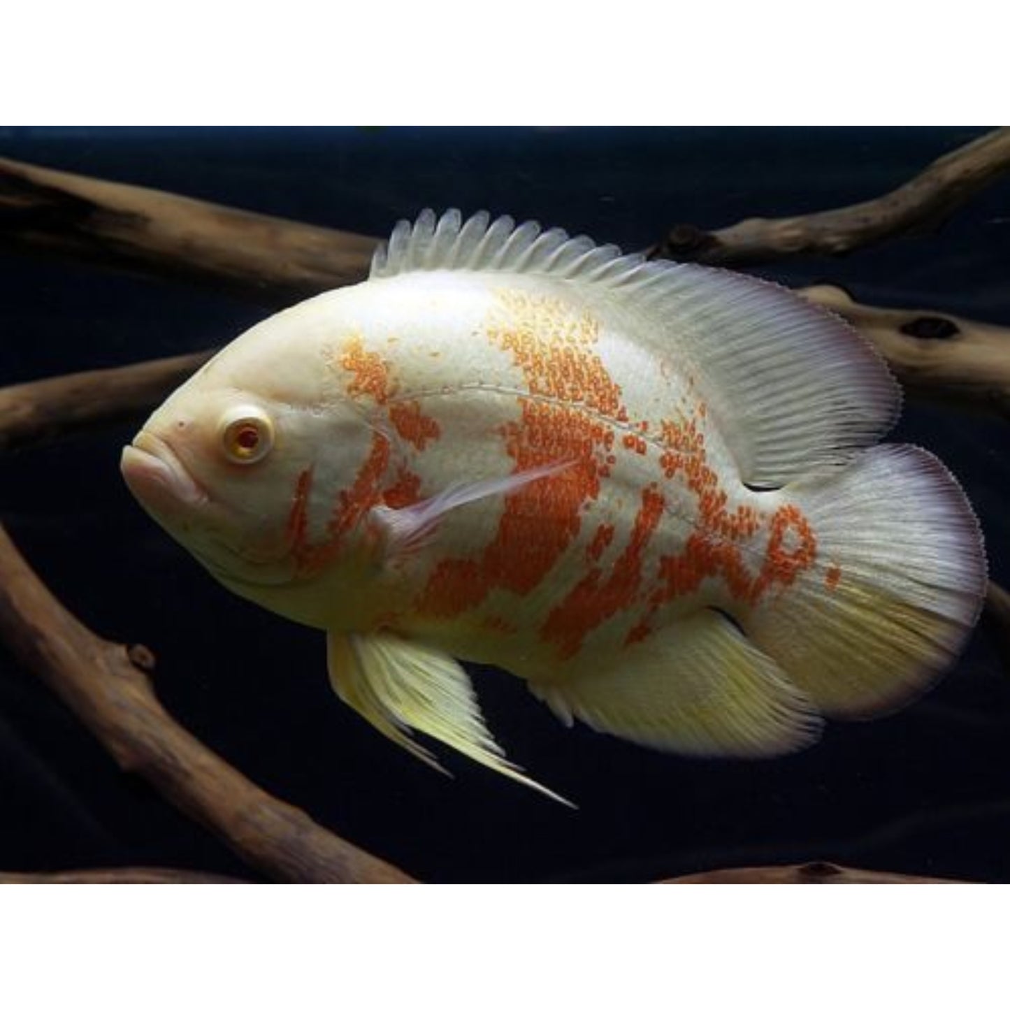 Astronotus Ocellatus Albino