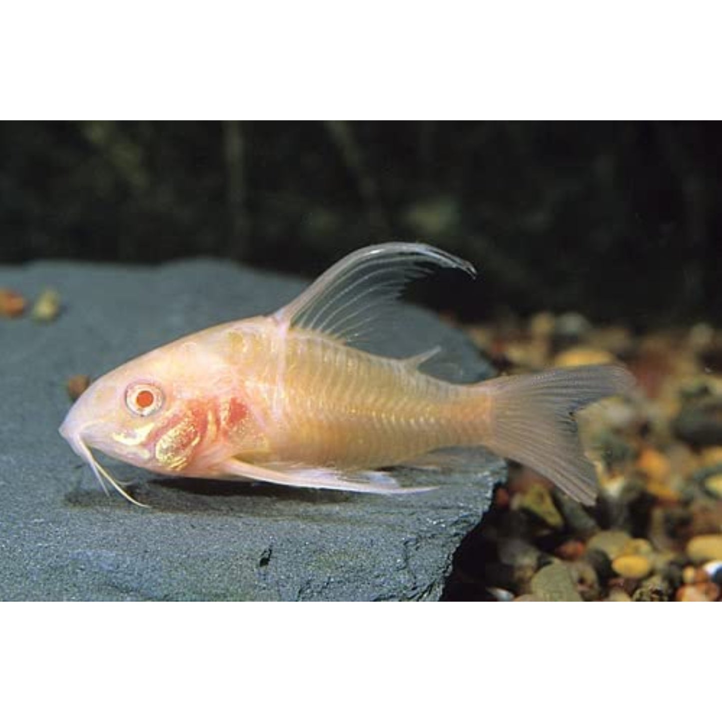 Corydoras paleatus albino long fin