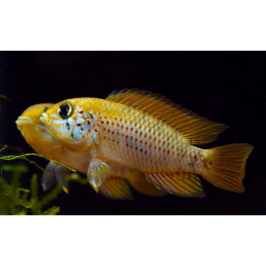Apistogramma sp. Red point