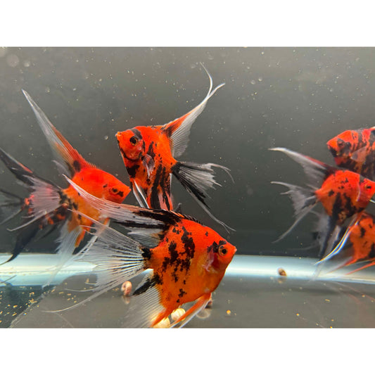 Pterophyllum scalare red devil long fin