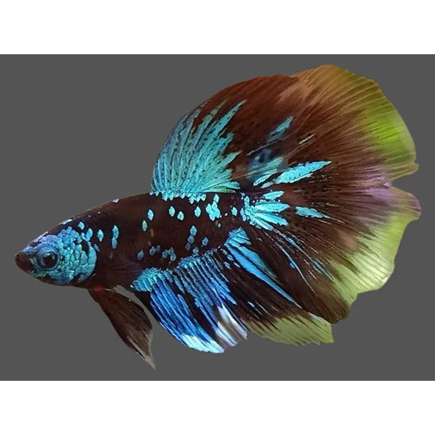 Betta long tail black star