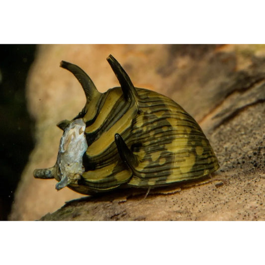 Neritina sp. Snail Sun