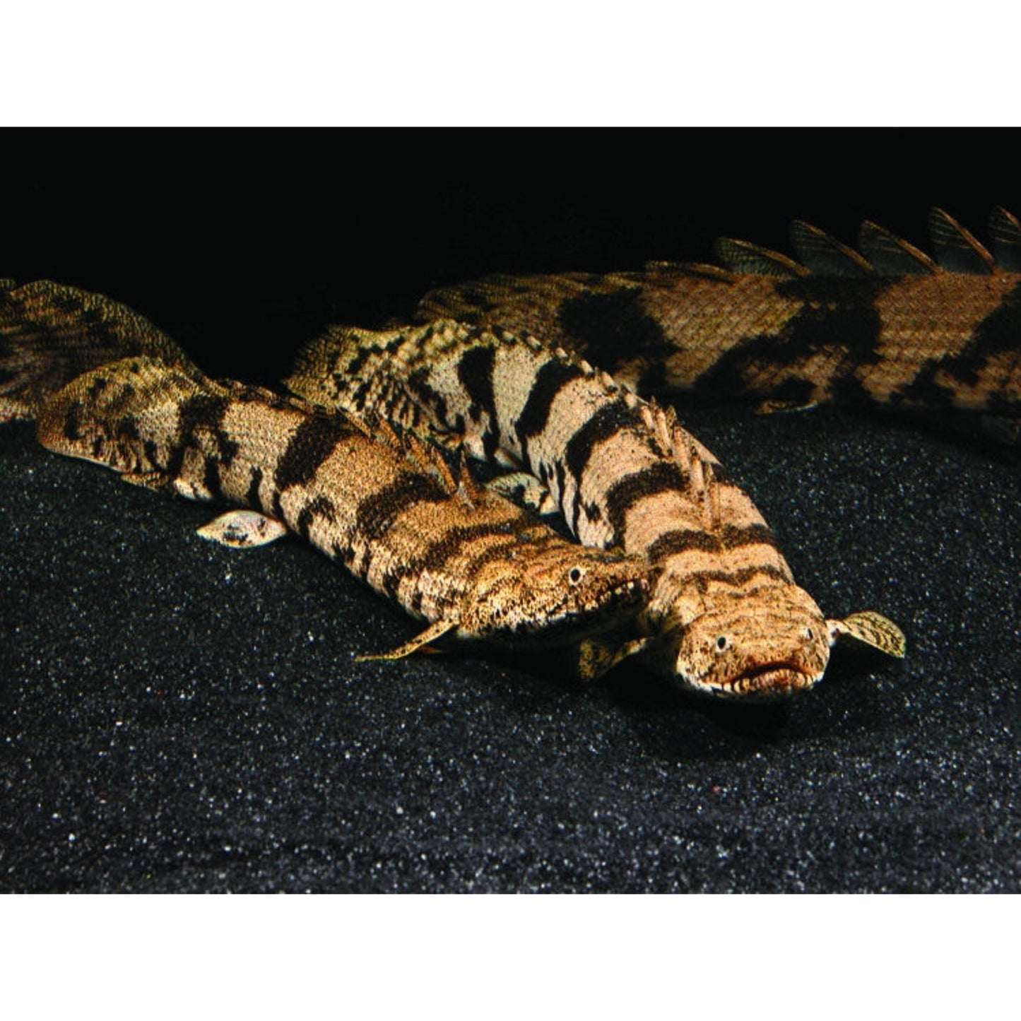 Polypterus endlicheri