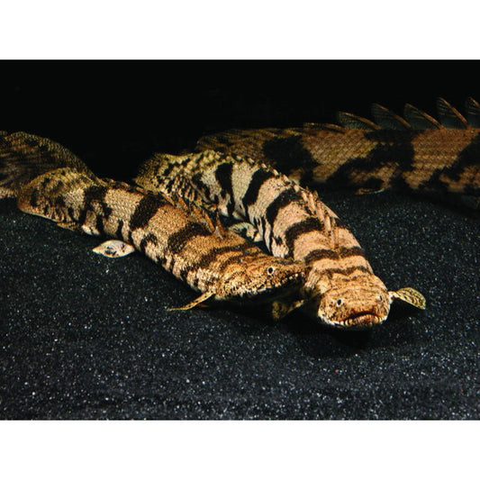 Polypterus endlicheri