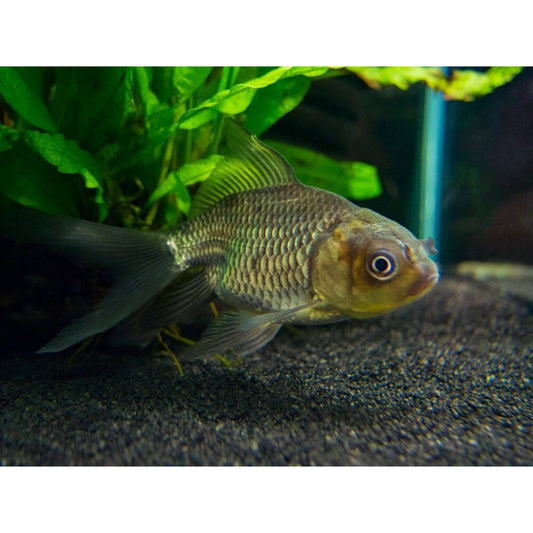 Carassius auratus “oranda green”