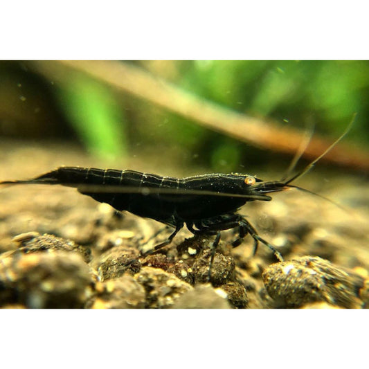 Caridina sp. Black Devil oe