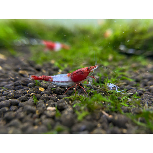 Neocaridina Davidi var. Red Rili