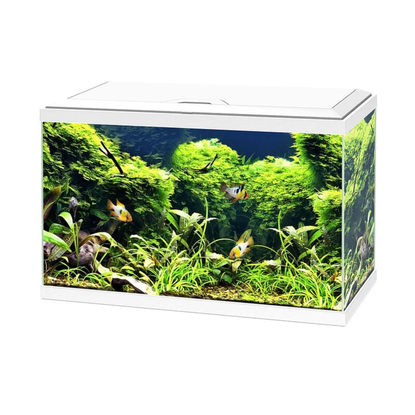 Ciano Aqua Led 60