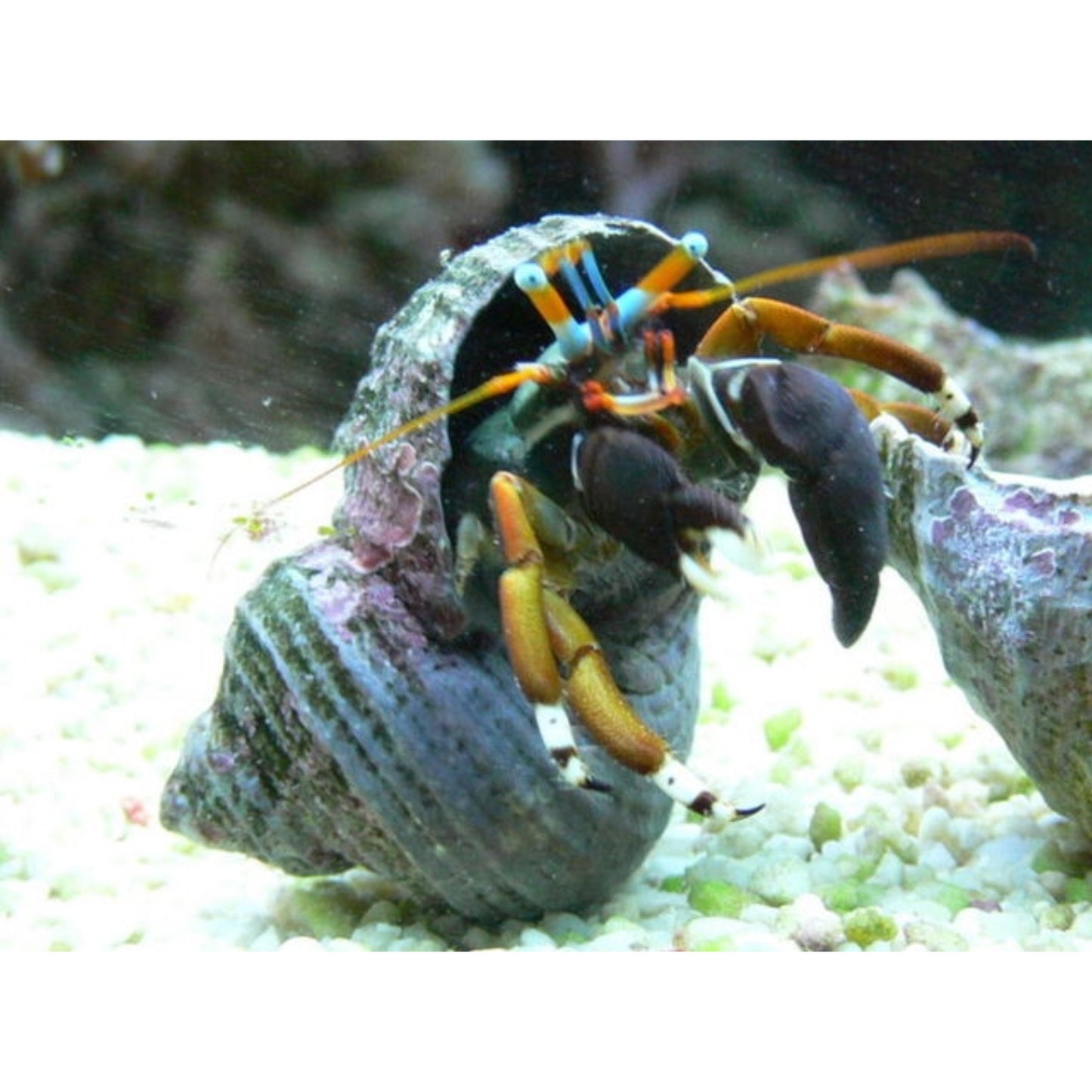 Calcinus laevimanus (white leg hermit crab)