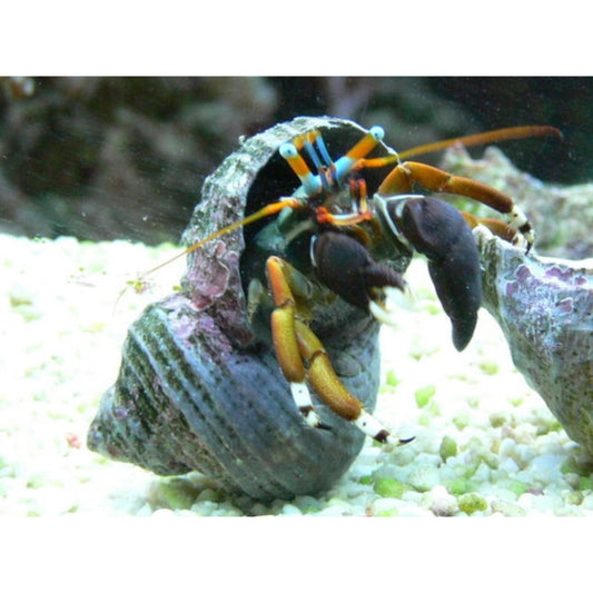 Calcinus laevimanus (white leg hermit crab)