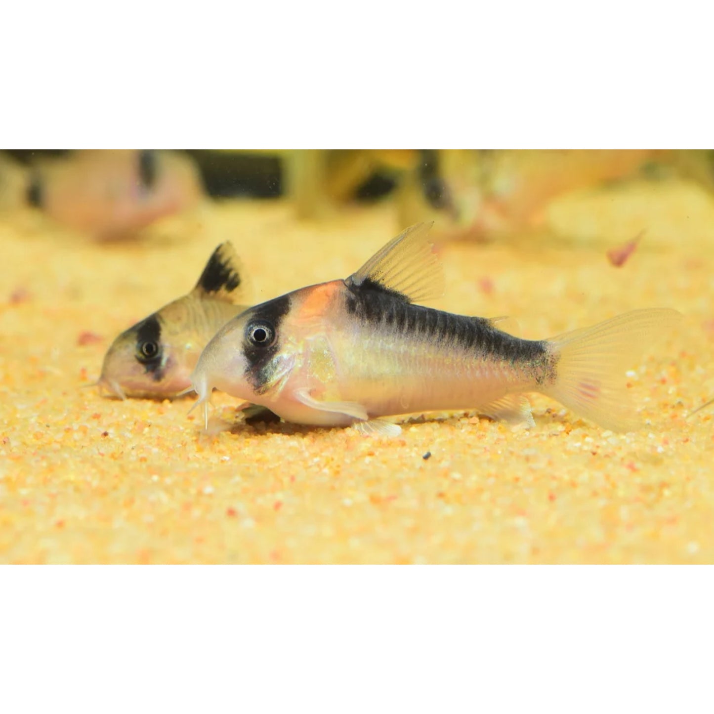 Corydoras adolfoi