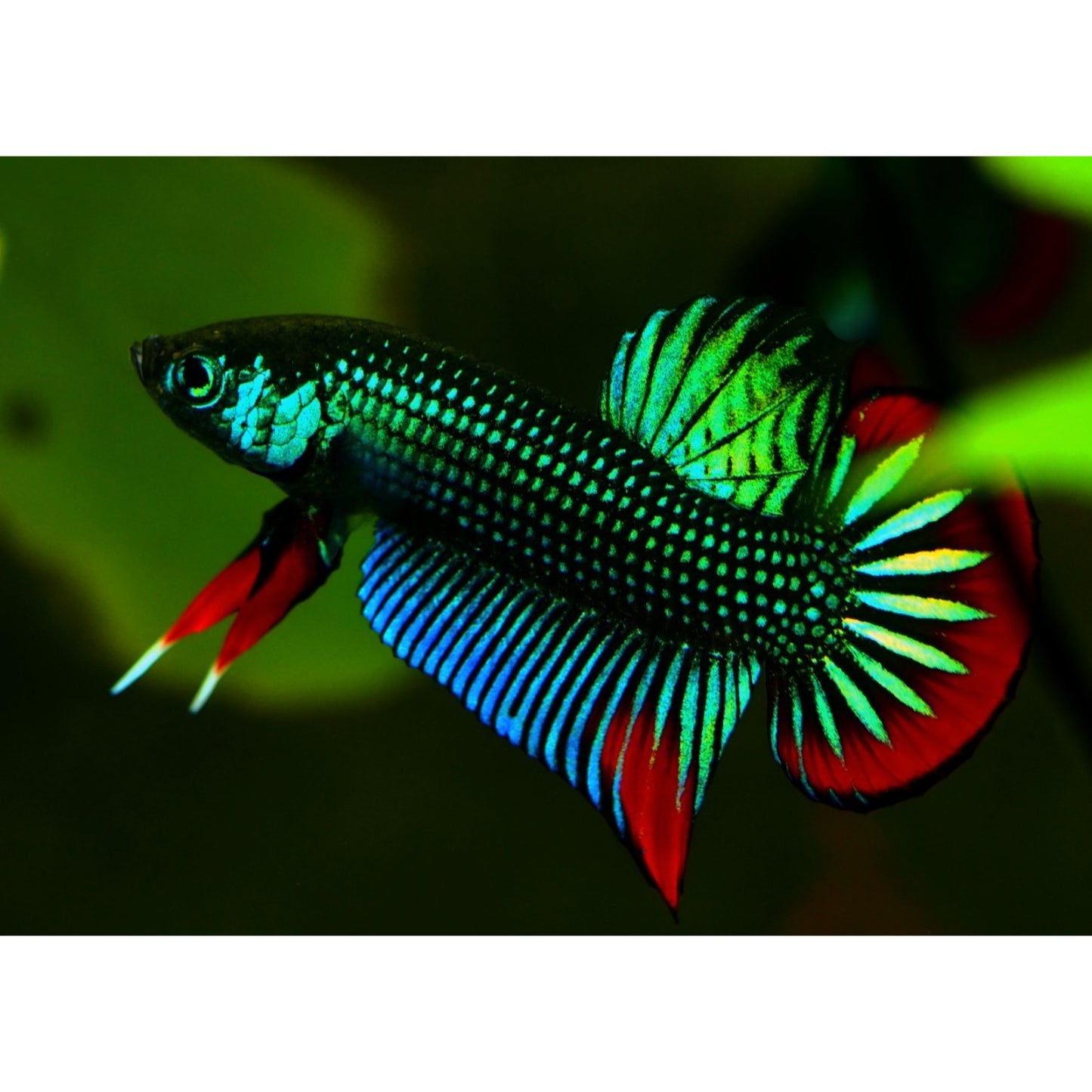 Betta Femmina Imbellis