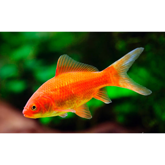 Carassius auratus red