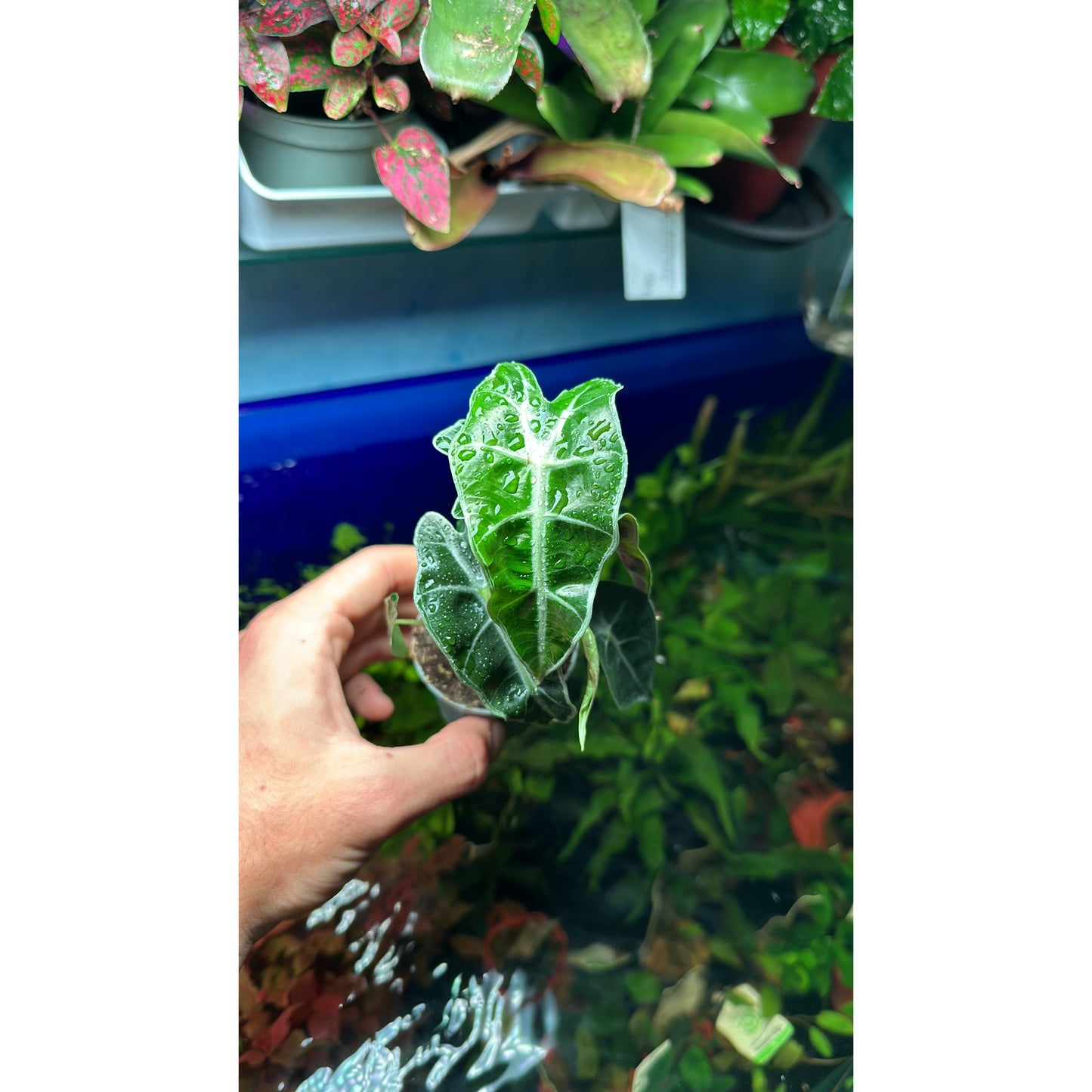 Alocasia polly