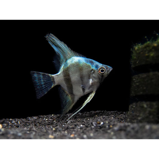 Pterophyllum Scalare Blue Diamond