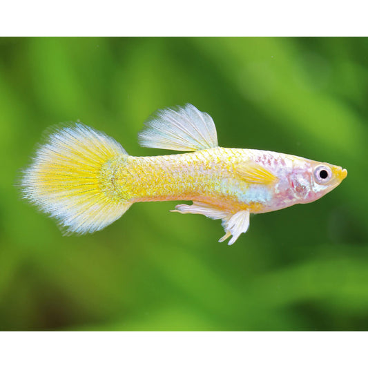 Poecilia reticulata (Guppy) maschio “Yellow”